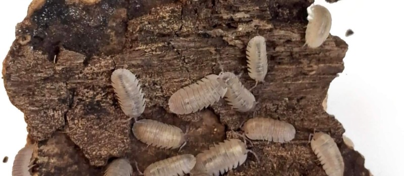 Armadillidium scaberrimum