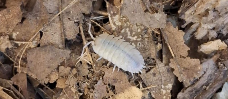 Porcellio baeticensis