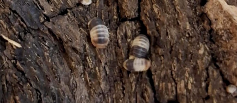 Cubaris sp. "White shark"