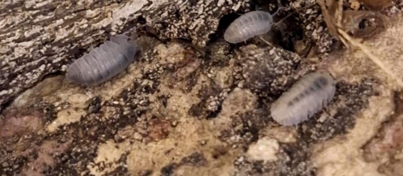 Cubaris sp. "Thai Angel Blue"