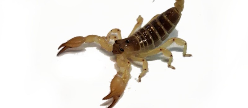 Scorpio maurus