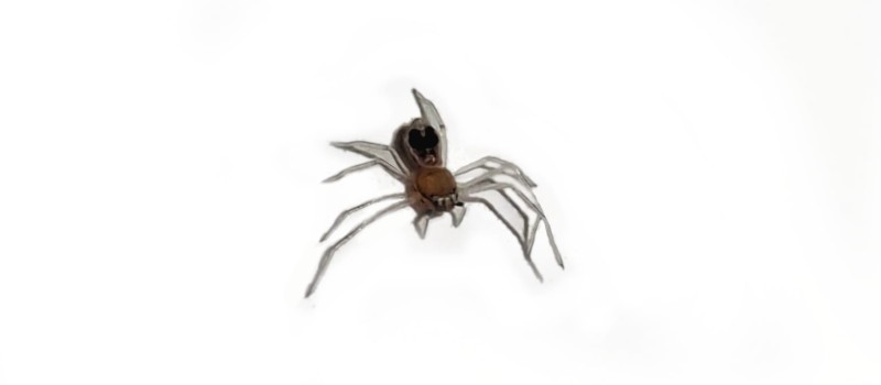 Platythomisus octomaculatus „Pikatchu Spider”