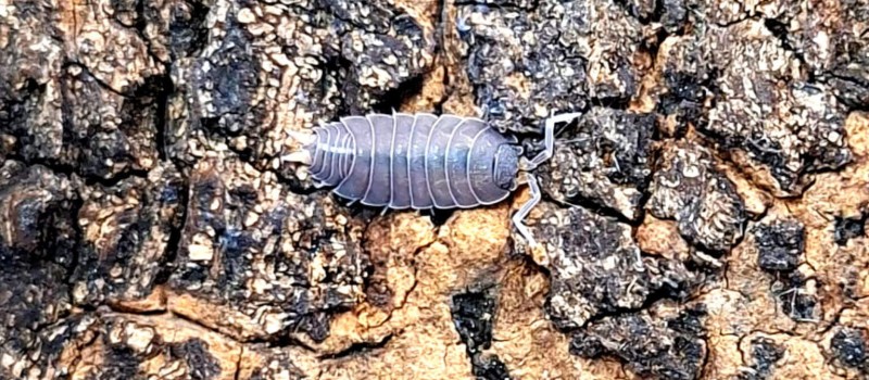 Uramba triangulifera (ex. Thermocellio sp. Tanzania)