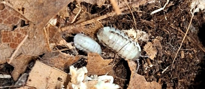 Armadillidium corcyraeum