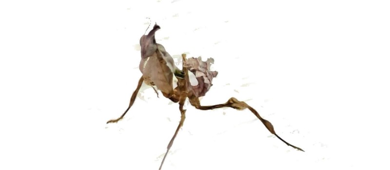 Modlszka diabelska (Idolomantis diabolica)