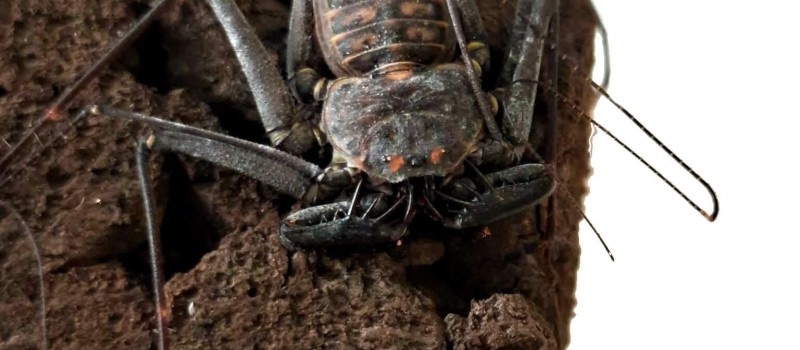 Paraphrynus mexicanus