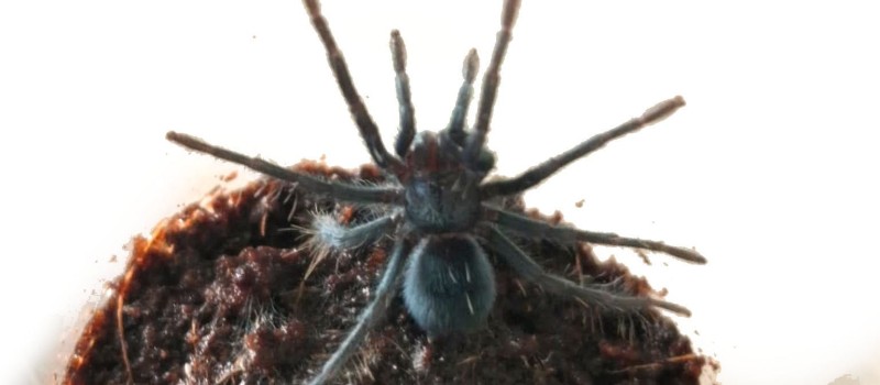 Phormictopus sp. Dominican purple