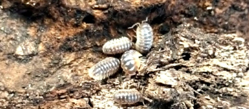 Armadillidium cetinjense (ex. Armadillidium flavoscutatum)