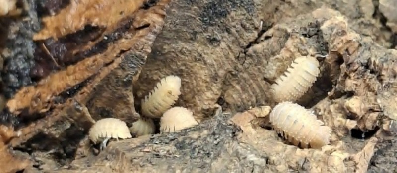 Cristarmadillidium muricatum