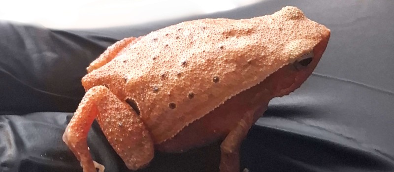 Kalophrynus cryptophonus