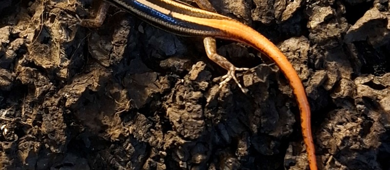 Lipinia vittigera
