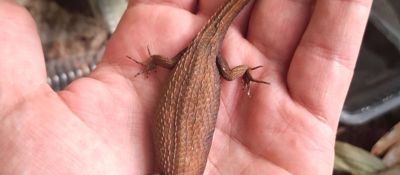 Tropidophorus microlepis