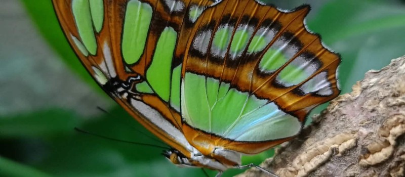 Siproeta stelenes