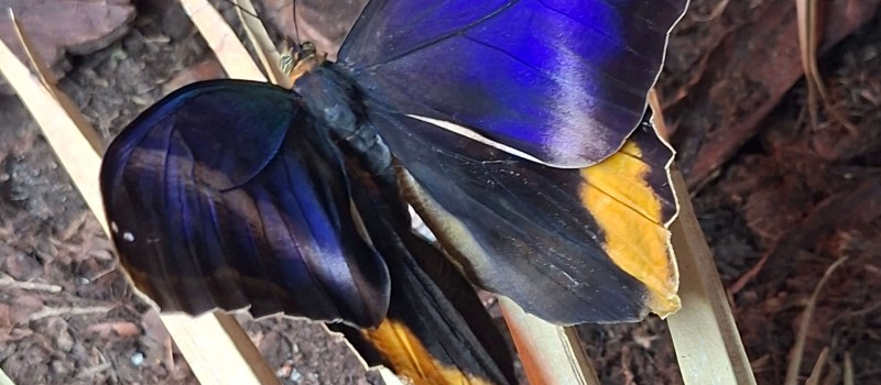 Caligo atreus