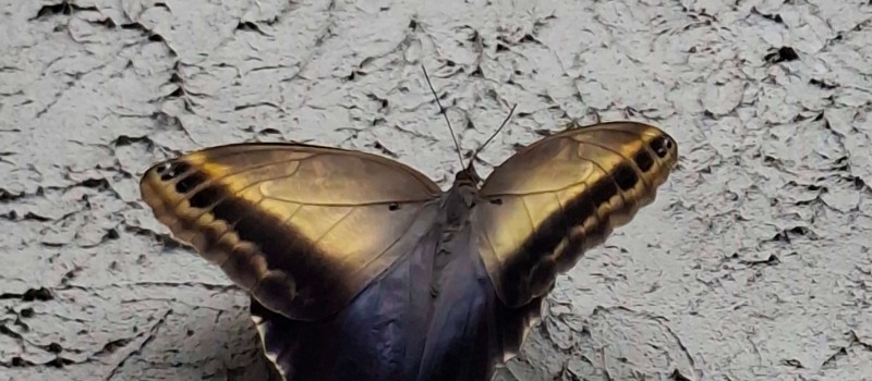 Caligo telamonius memnon
