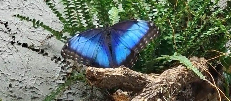 Morpho helenor peleides
