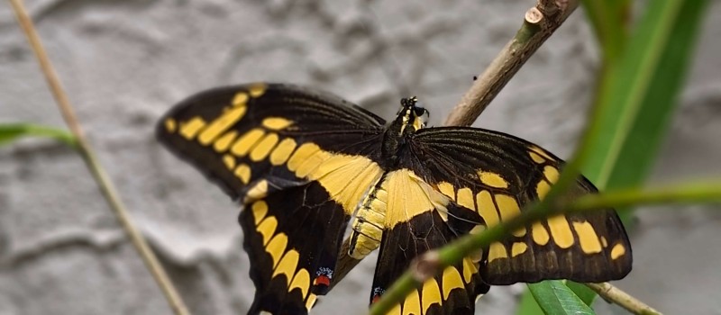 Heraclides thoas ex. Papilio thoas