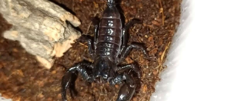 Skorpion cesarski (Pandinus imperator)