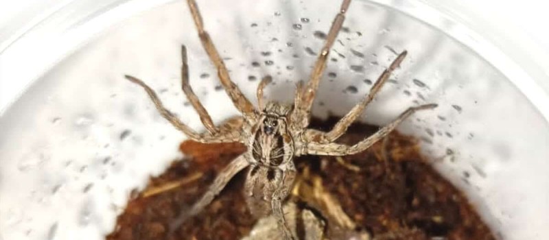 Hogna radiata