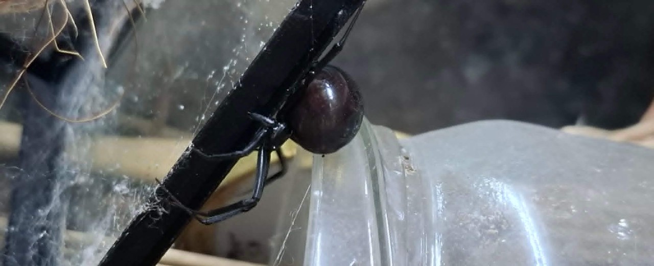 Latrodectus hesperus