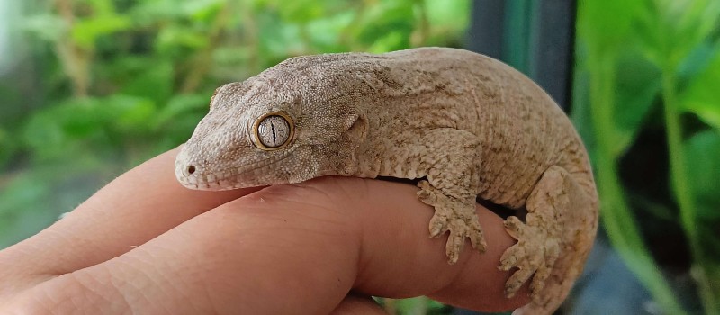 Gekon olbrzymi (Rhacodactylus leachianus)