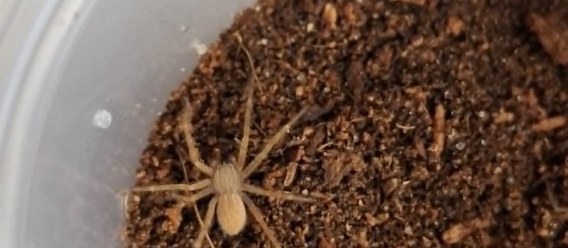 Cupiennius salei