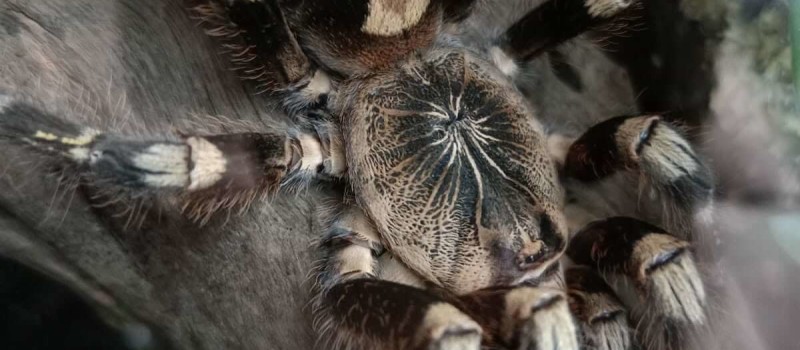 Poecilotheria subfusca