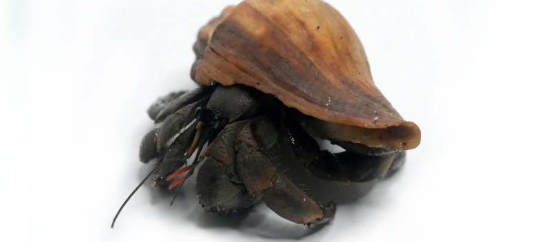 Krab pustelnik (Coenobita rugosus)