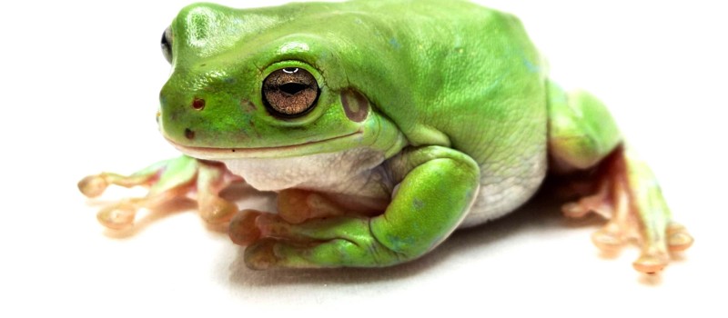 Rzekotka australijska (Ranoidea caerulea) ex. (Litoria caerulea)