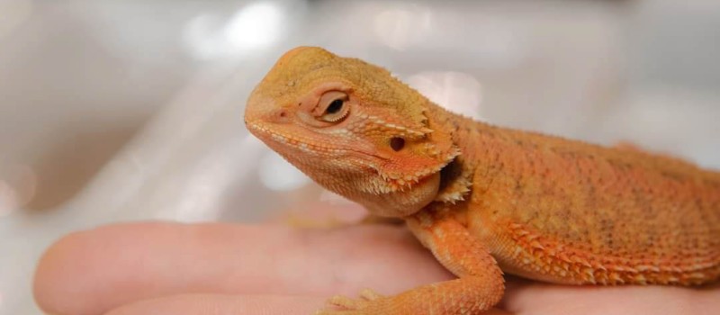 Brodatka Środkowoaustralijska (Pogona vitticeps) ex Agama brodata