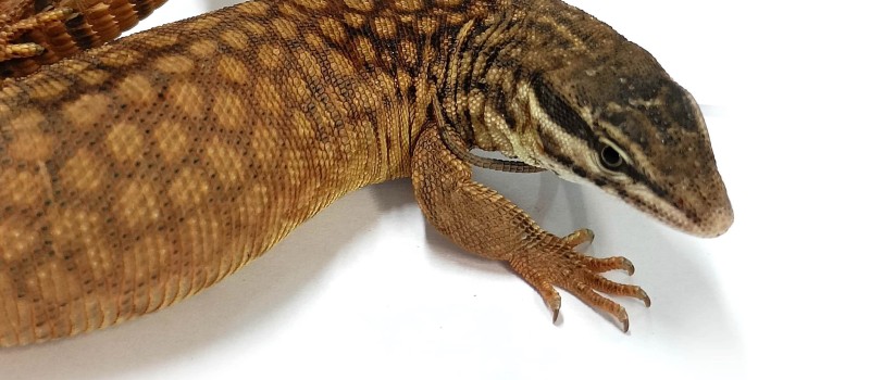 Waran kolczastoogonowy (Varanus acanthurus)