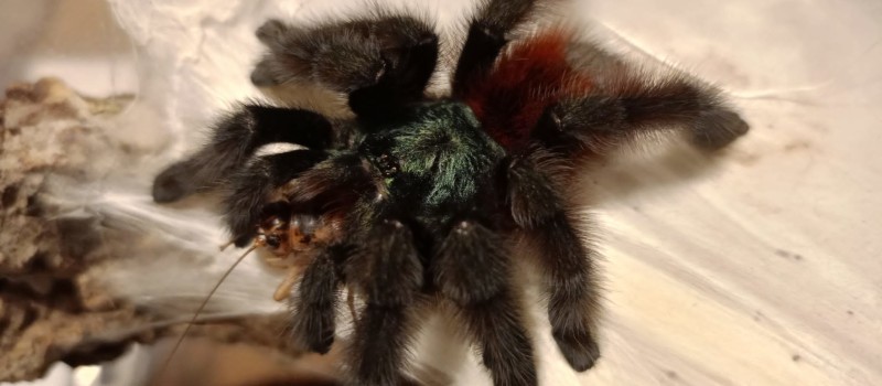 Caribena versicolor