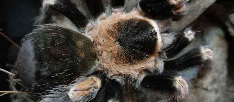 Brachypelma hamorii