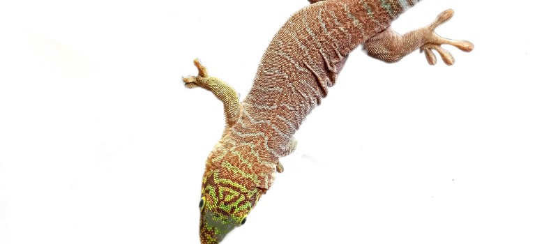 Felsuma standinga (Phelsuma standingi)