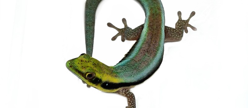 Felsuma klemera (Phelsuma klemmeri)