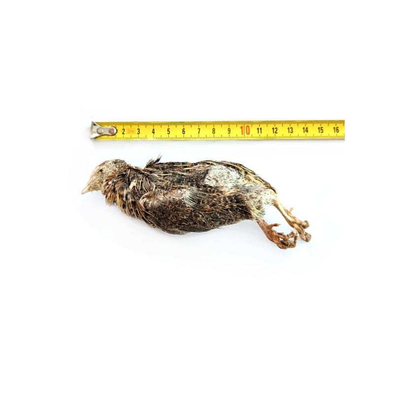 Przepiórka mrożona 80-120g | Pokarm Mrożony | Vantis Terra Przepiórka mrożona 80-120g | Pokarm Mrożony | Vantis Terra