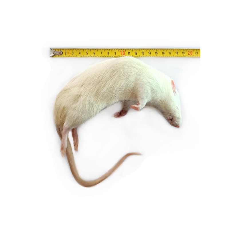 Szczur mrożony 600g | Pokarm Mrożony | Vantis Terra