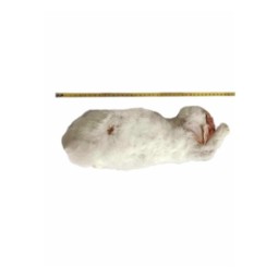 Królik mrożony ~0,5kg / 20cm