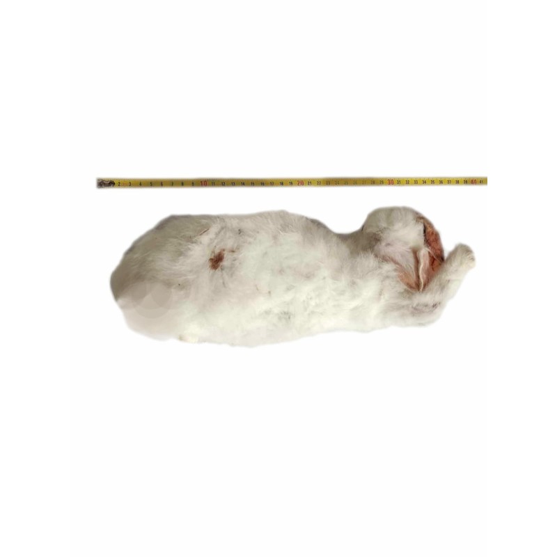 Królik mrożony ~0,5kg / 20cm | Pokarm Mrożony | Vantis Terra