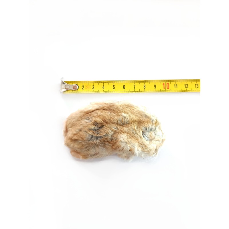 Chomik mrożony 40-60g | Pokarm Mrożony | Vantis Terra