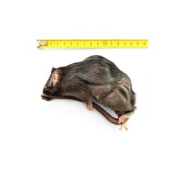 Szczur mrożony 120-150g