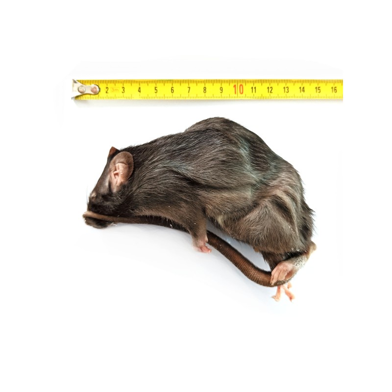 Szczur mrożony 120-150g | Pokarm Mrożony | Vantis Terra