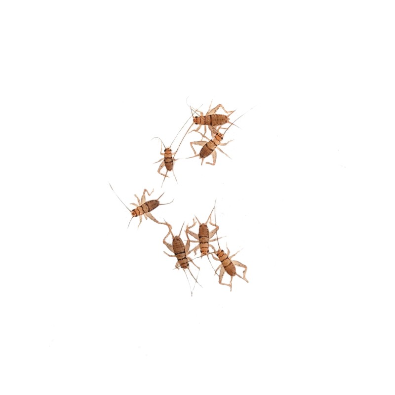 Świerszcz bananowy (Gryllus assimilis) - średnie (~0.8cm) | Owady karmowe | Vantis Terra