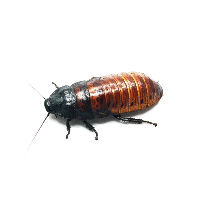 Karaczan madagaskarski (Gromphadorhina portentosa) - subadult/adult | Owady karmowe | Vantis Terra Karaczan madagaskarski (Gromphadorhina portentosa) - subadult/adult | Owady karmowe | Vantis Terra