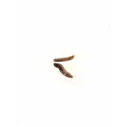 larwy Mole woskowe -...