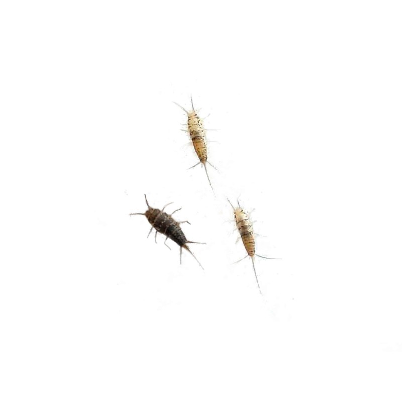 Rybik piekarniczy (Thermobia domestica) | Owady karmowe | Vantis Terra