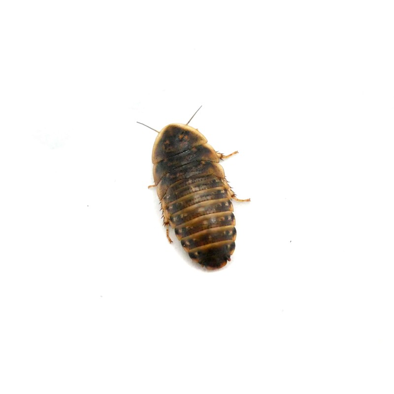 Karaczan argentyński (Blaptica dubia) ~ 2/3cm | Owady karmowe | Vantis Terra