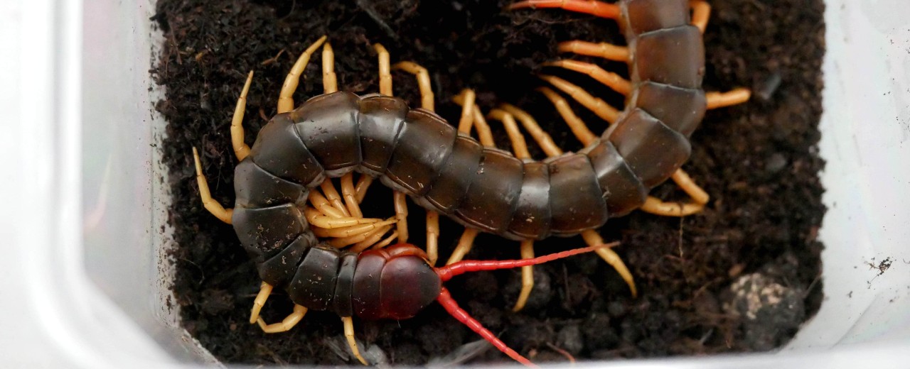 Scolopendra dehaani