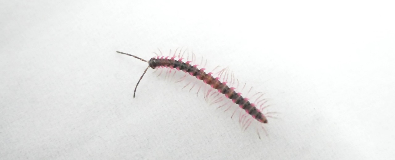 Desmoxytes planata