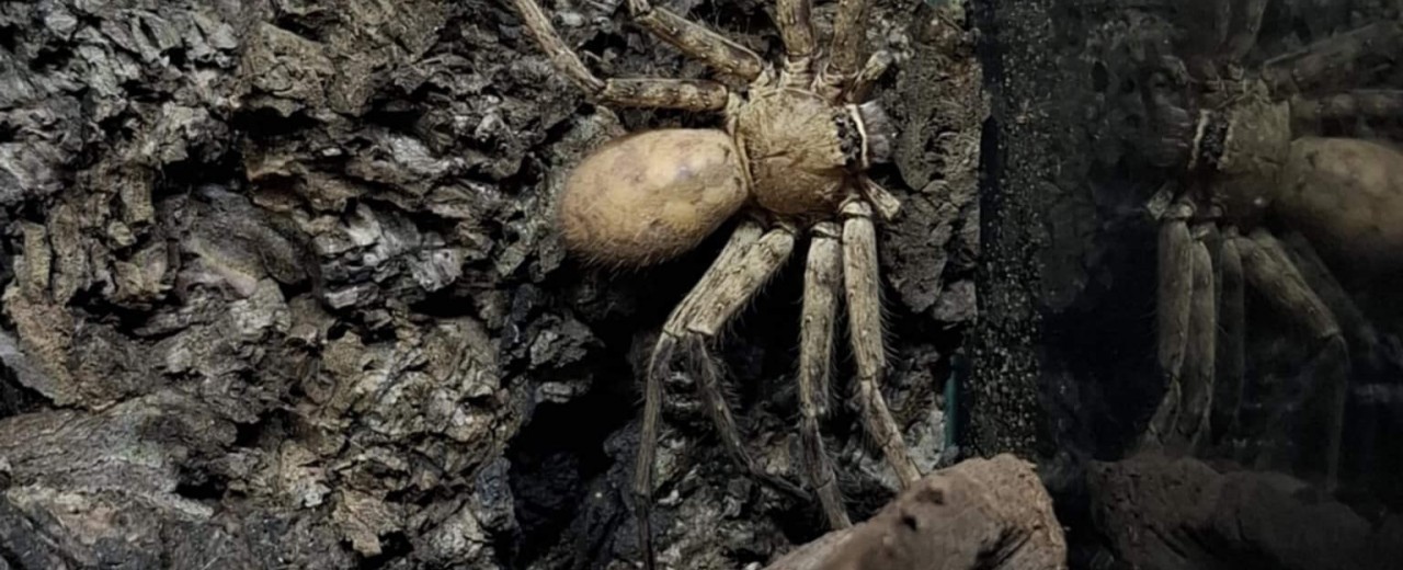 Heteropoda venatoria